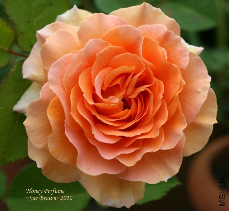 ������ˮ2 of Rosarian.jpg
