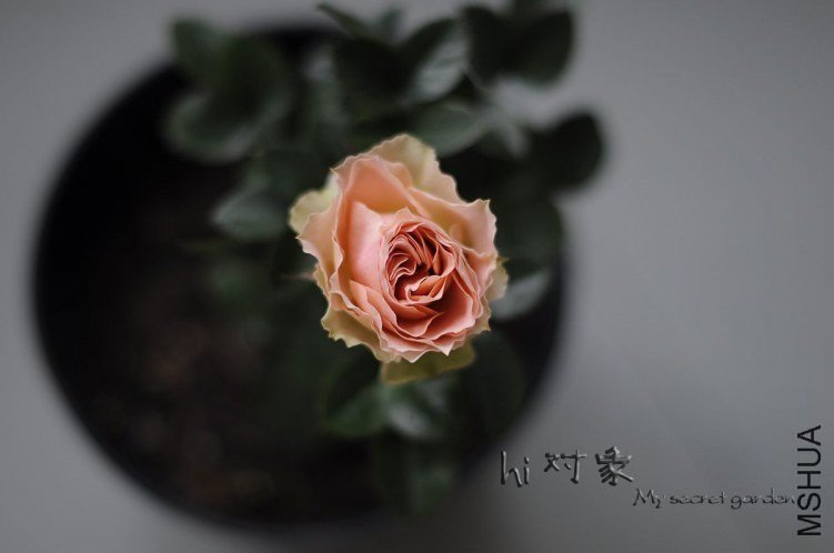 �Ŷ���˿1 of Hi.�g����....jpg