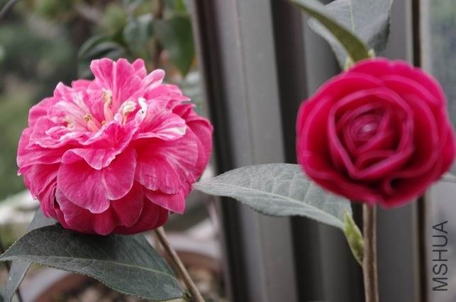 ������С IMGP0111.JPG