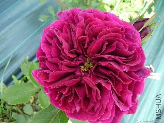 ���ӣ�The Prince).jpg