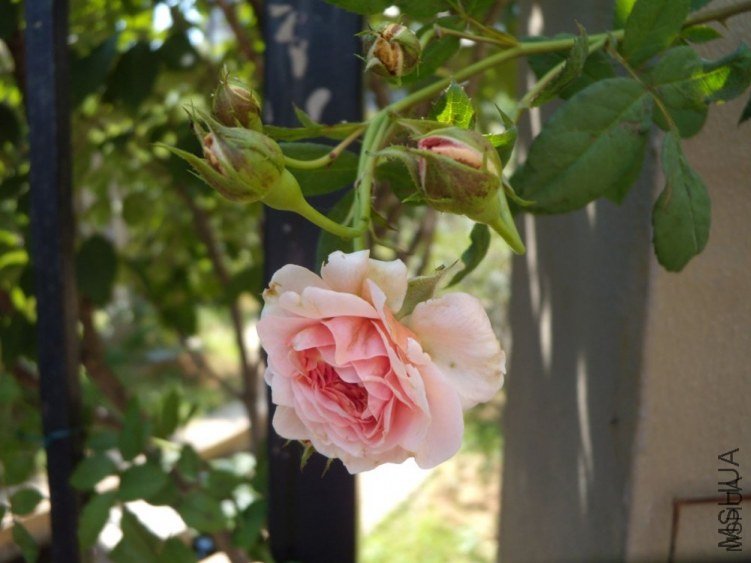 ����Ī��˹5 of YESLENG .jpg