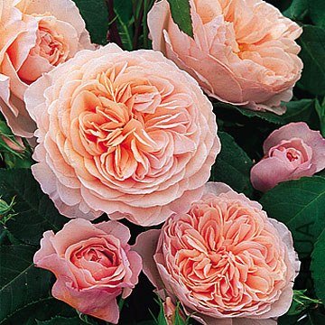 ����Ī��˹��William Morris ��.jpg