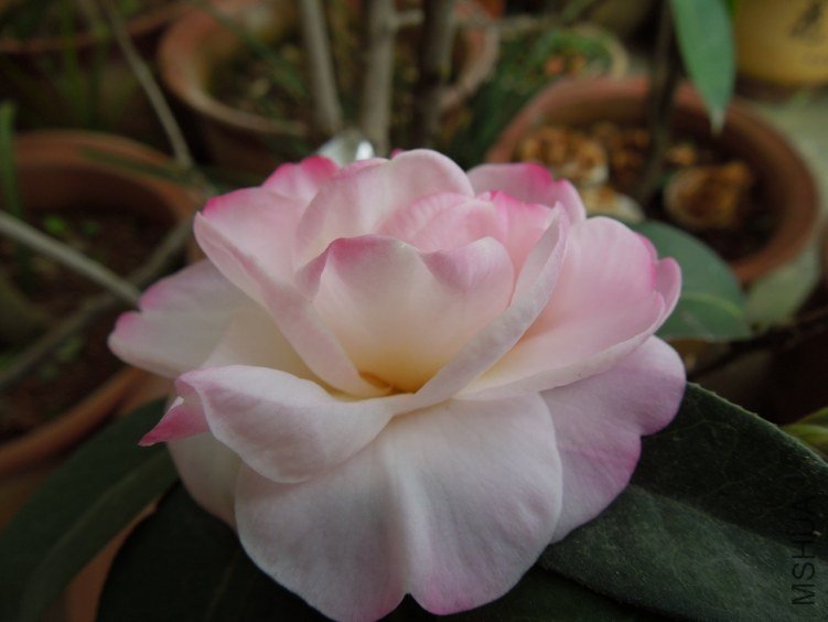 DSCN3084.JPG
