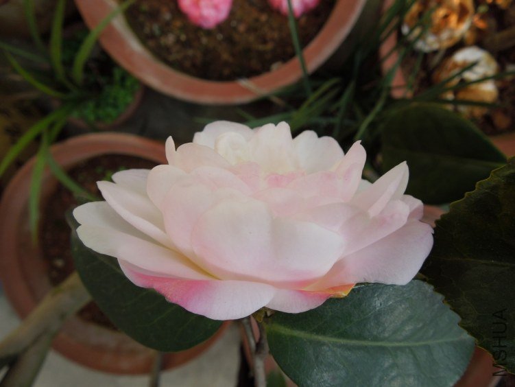 DSCN3098.JPG