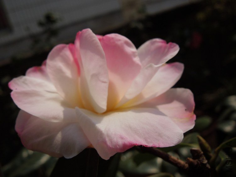 DSCN3108.JPG