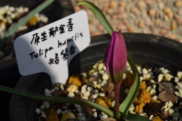 ����ɫ20130306 001.JPG