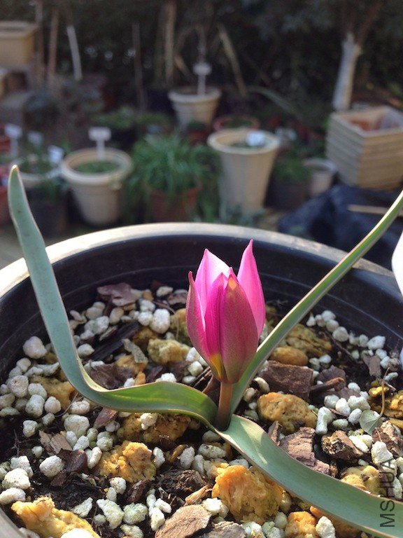 ����ɫ20130303 001.JPG