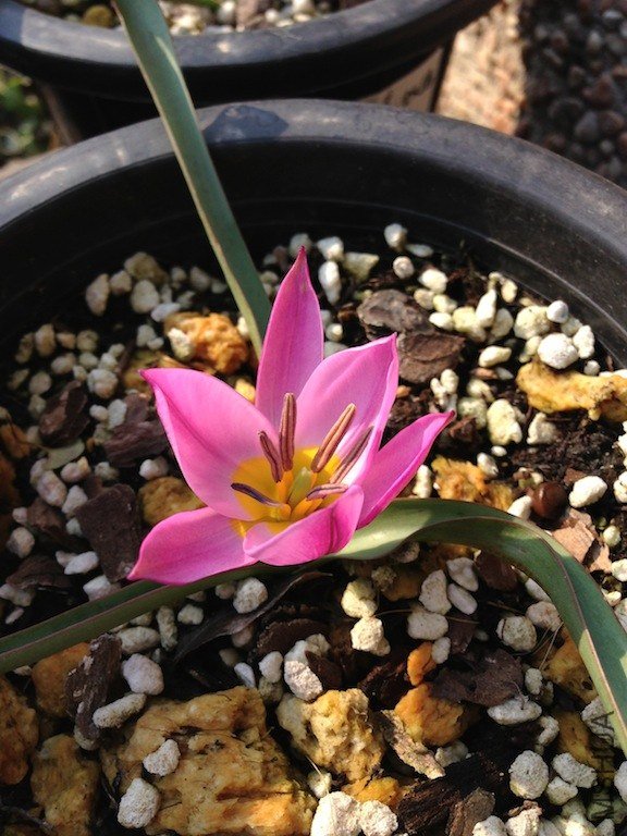 ����ɫ20130303 003.JPG