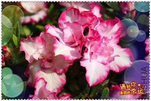 ��Ƭ 008_����.jpg