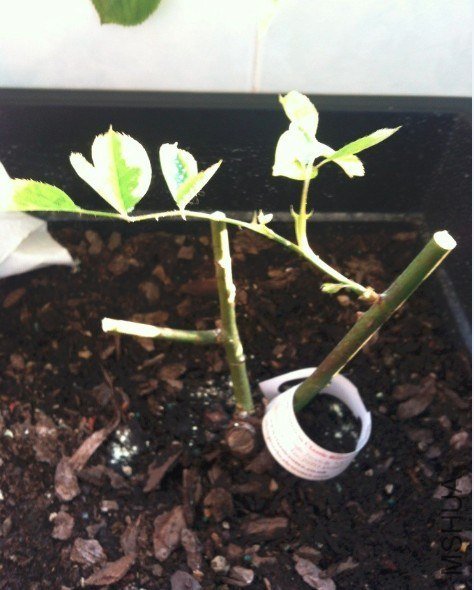 QQͼƬ20130308174010.jpg