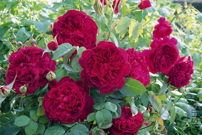 ����ɯʿ����2000��William Shakespeare 2000��2.jpg