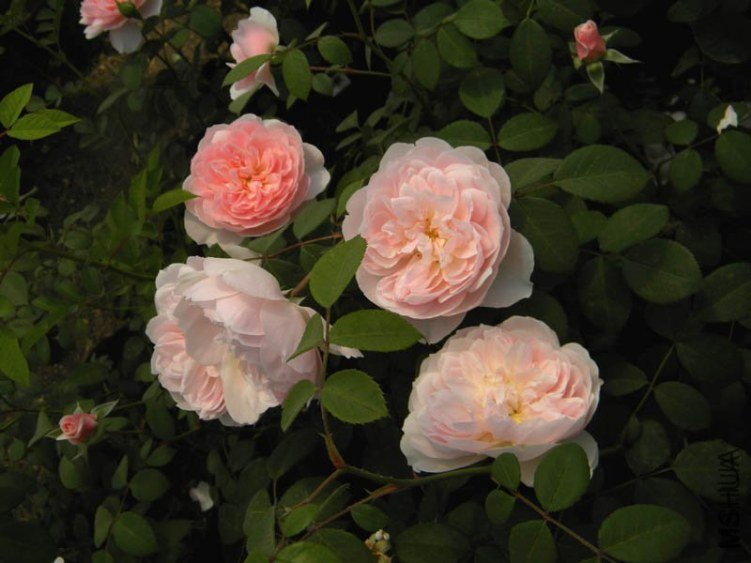 ��˹��2008 of boy8300.jpg