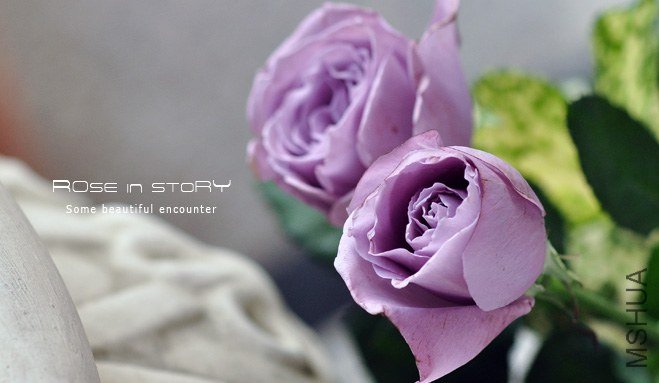 rOSE in story201367.jpg
