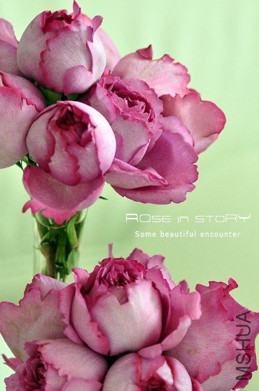 rOSE in story201391023.jpg