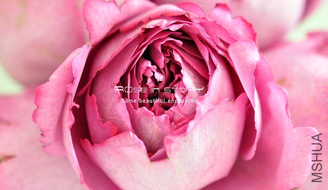 rOSE in story201396.jpg