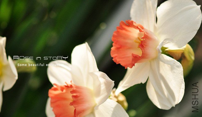 rOSE in story20139117.jpg
