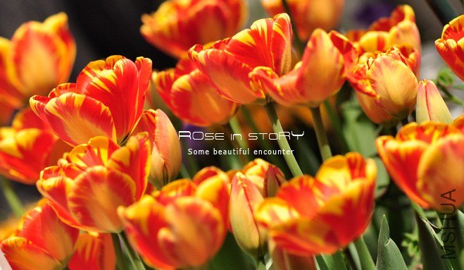 rOSE in story20139113.jpg