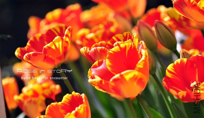 rOSE in story20139112.jpg