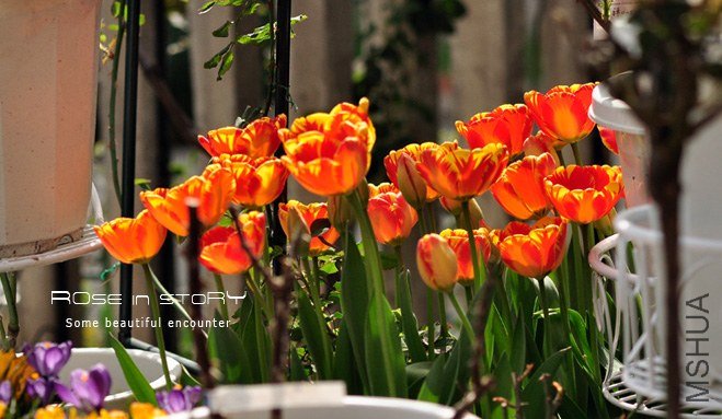 rOSE in story20139111.jpg