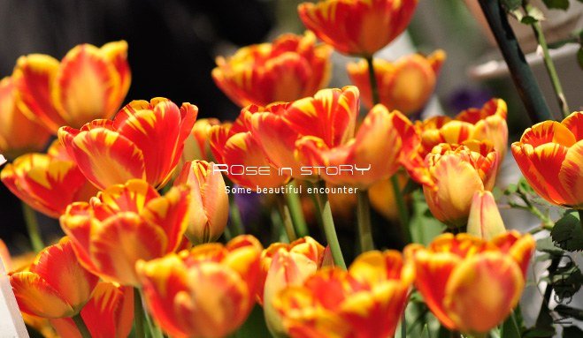 rOSE in story20139106.jpg