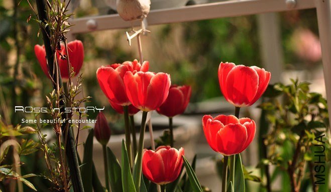 rOSE in story201383.jpg