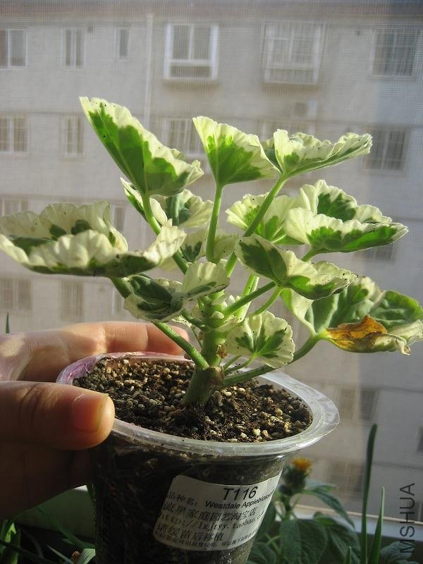 ����Լ����˴���ϡ��һ���Ա���