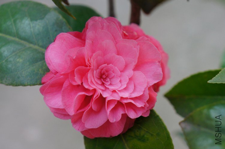 DSC03469.jpg