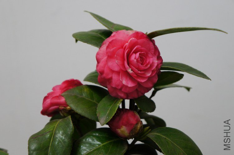 DSC03382.jpg