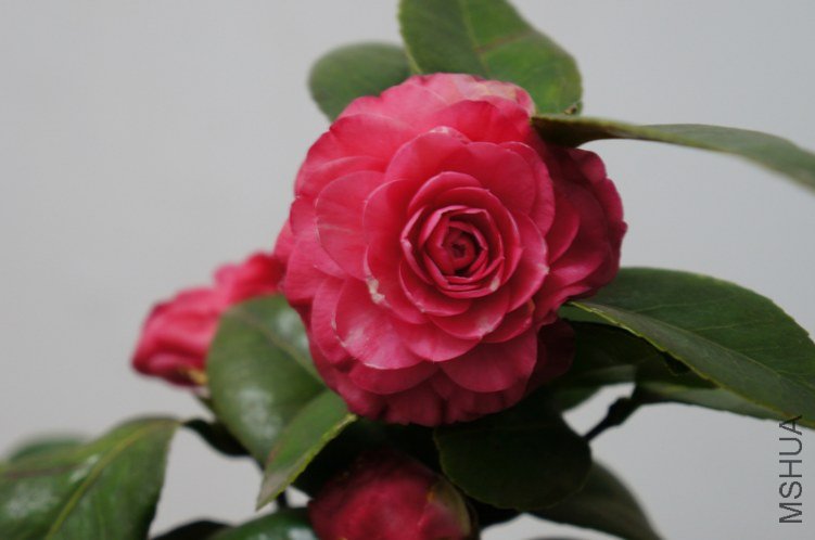 DSC03384.jpg
