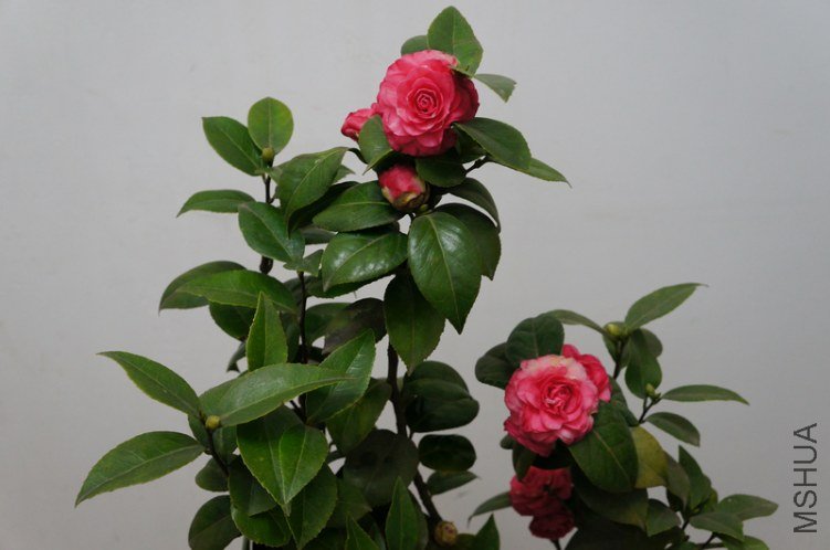 DSC03436.jpg