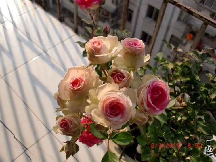 ΢������õ���1 of ���ƴ���.jpg