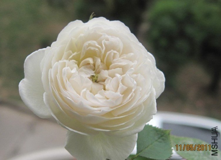 **�����5 of happyye .jpg