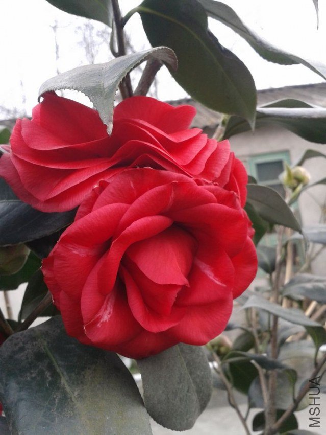 2013-02-14 11.18.24.jpg