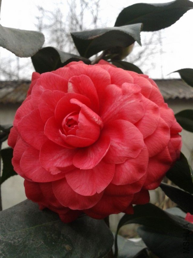 2013-02-14 11.18.31.jpg