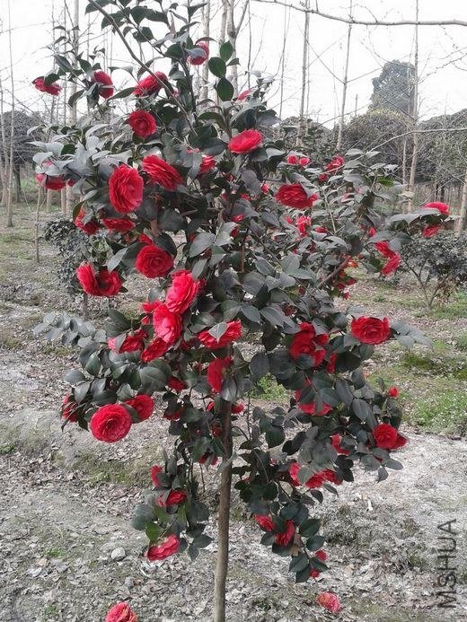 2013-03-03 15.49.31.jpg