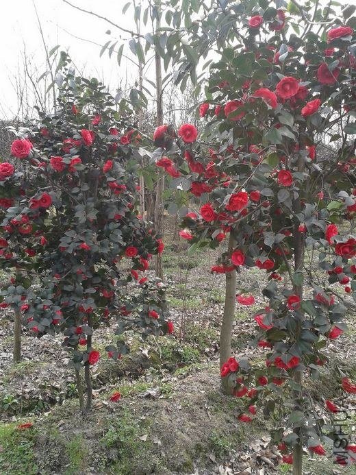 2013-03-03 15.49.39.jpg