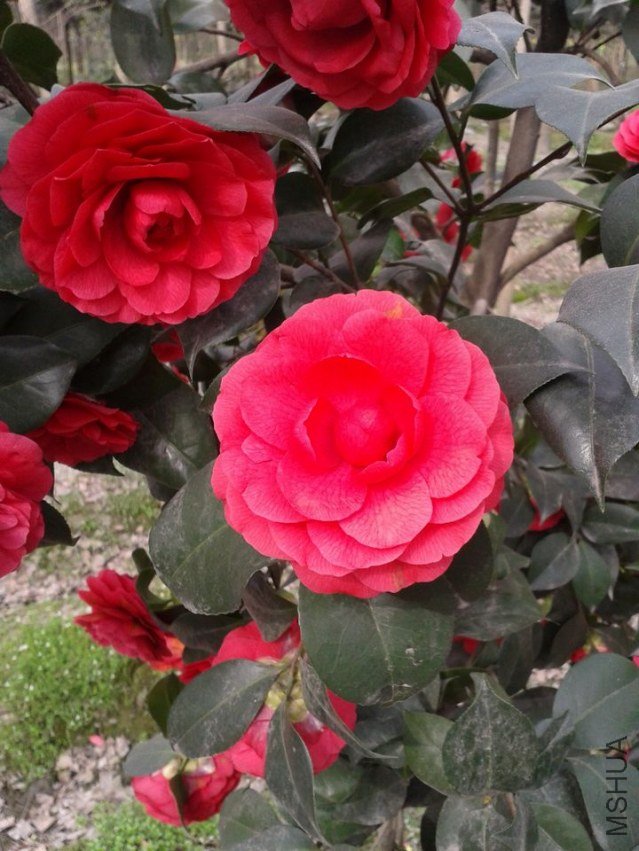 2013-03-03 15.50.12.jpg