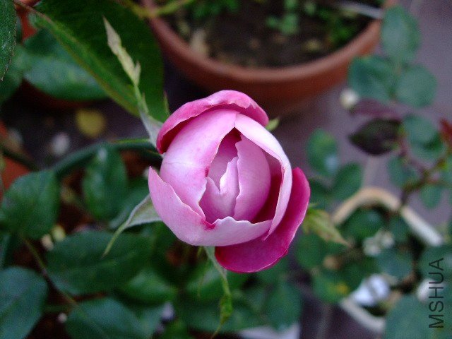 DSCF0954.JPG
