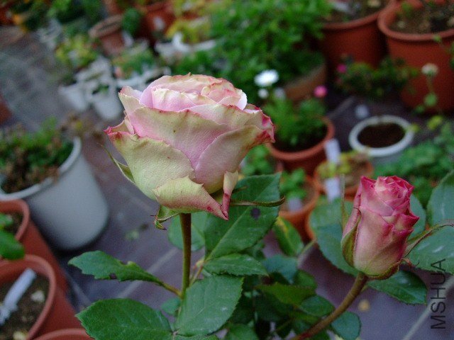 DSCF0956.JPG