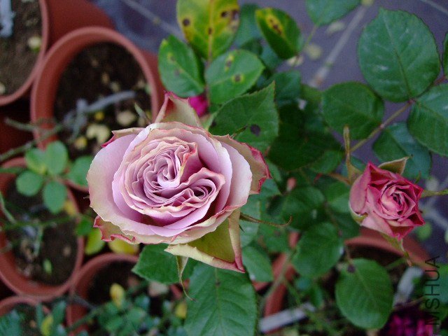 DSCF0955.JPG