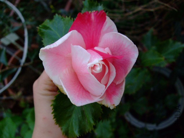 DSCF0965.JPG