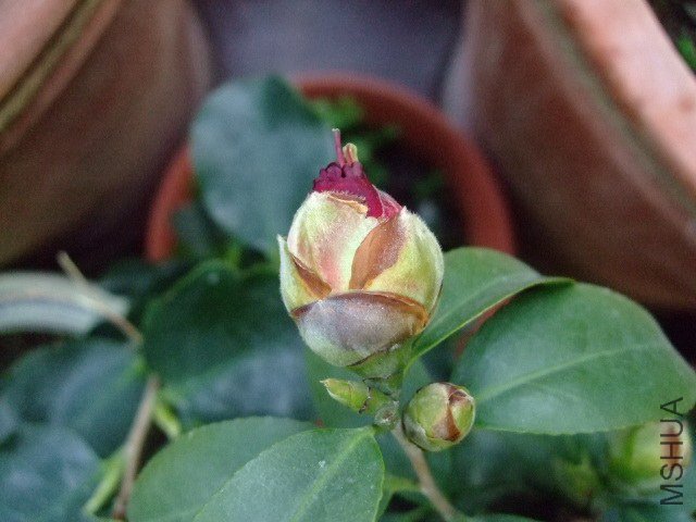 DSCF0967.JPG