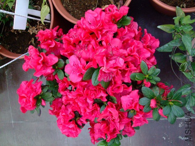 DSCF0957.JPG