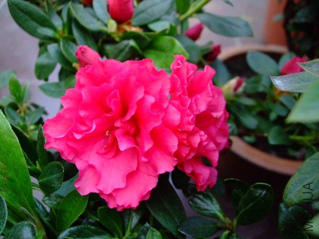 DSCF0958.JPG