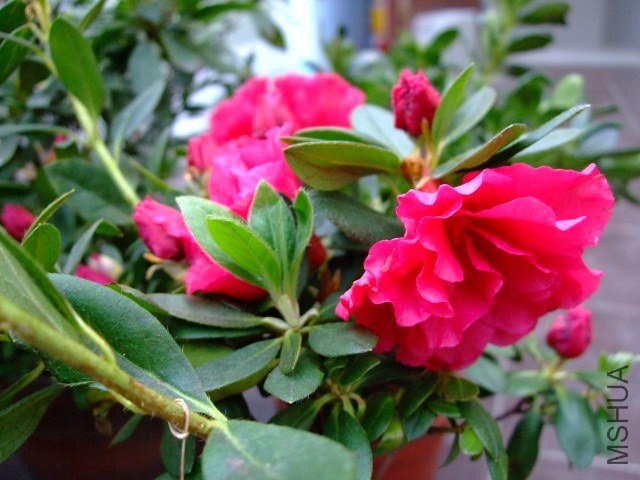 DSCF0959.JPG