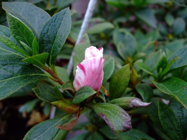 DSCF0960.JPG