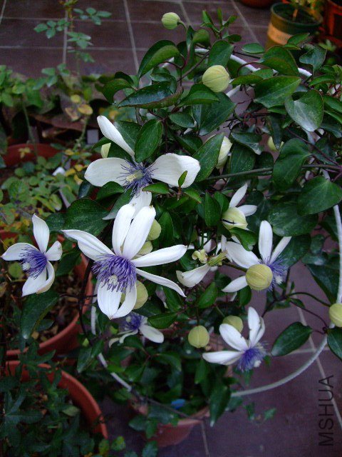 DSCF0963.JPG