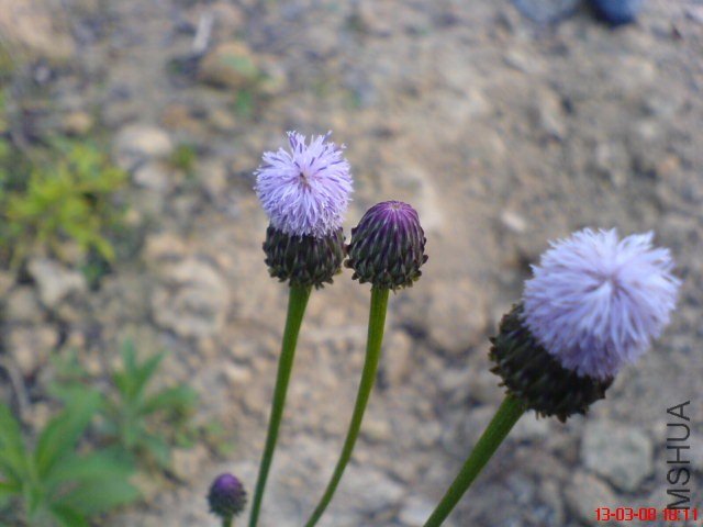 DSC00021(02).jpg