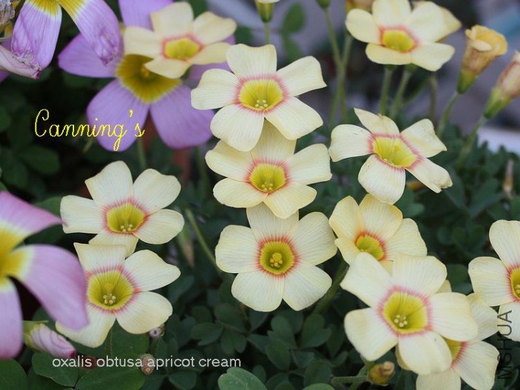 APRICOT CREAM2.jpg