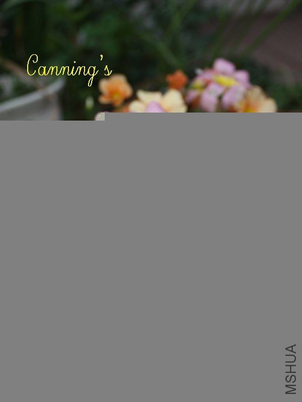 ��ɫDAMASK ROSE.jpg